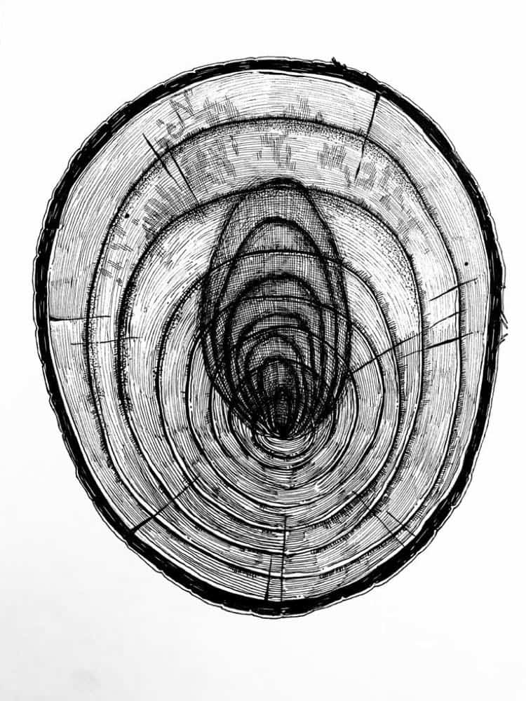 Dibujo a plumilla: corte transversal del tronco, anillos de crecimiento
