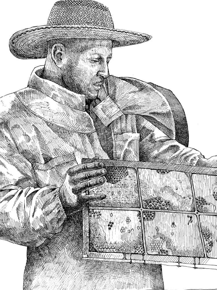 Dibujo a plumilla: apicultor con sombrero y velo revisando un cuadro de la colmena