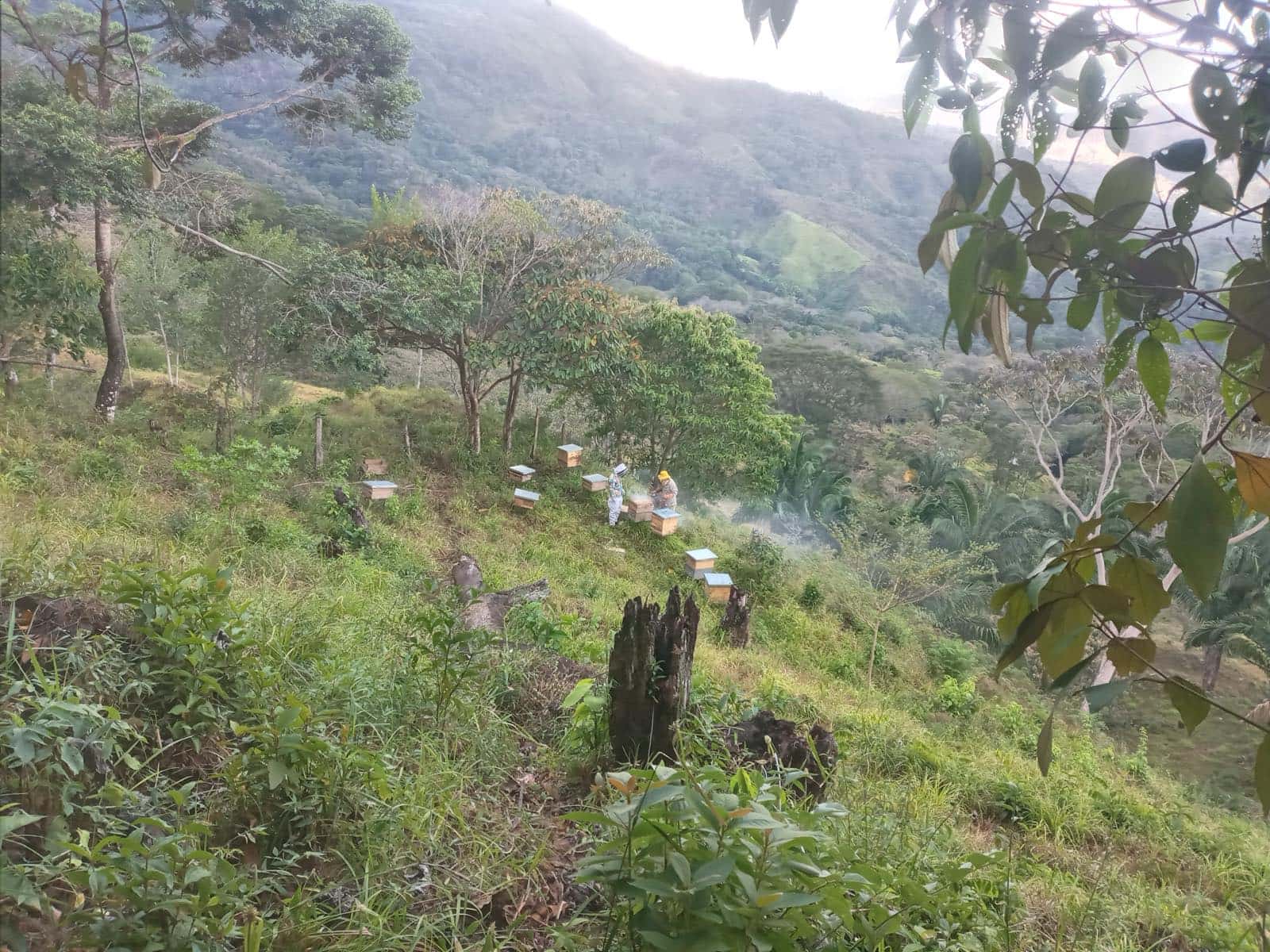 La ladera desde arriba: una fila de colmenas de colores bajando entre los árboles, con humo colgado en el aire quieto y dos figuras pequeñas trabajando entre ellas