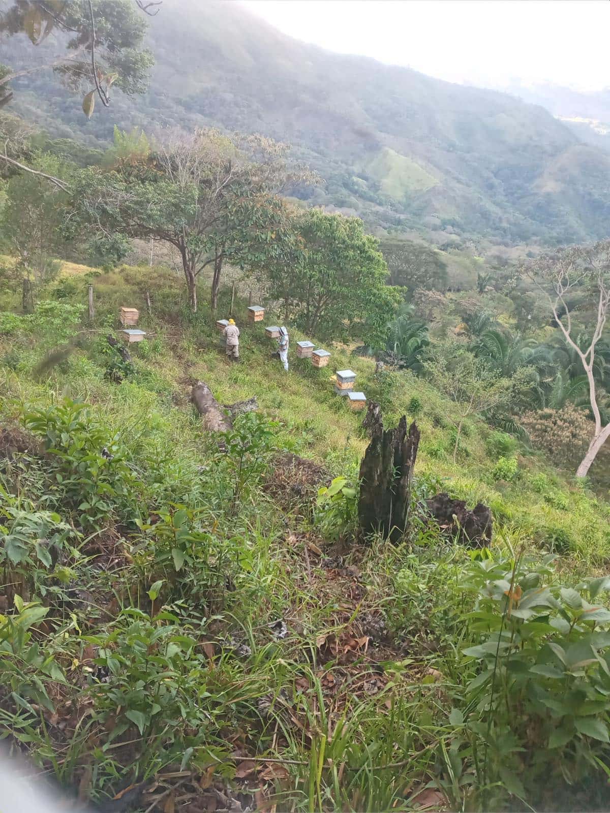 La misma ladera al final de la mañana, con las colmenas en fila y dos figuras entre ellas, ya con luz plana