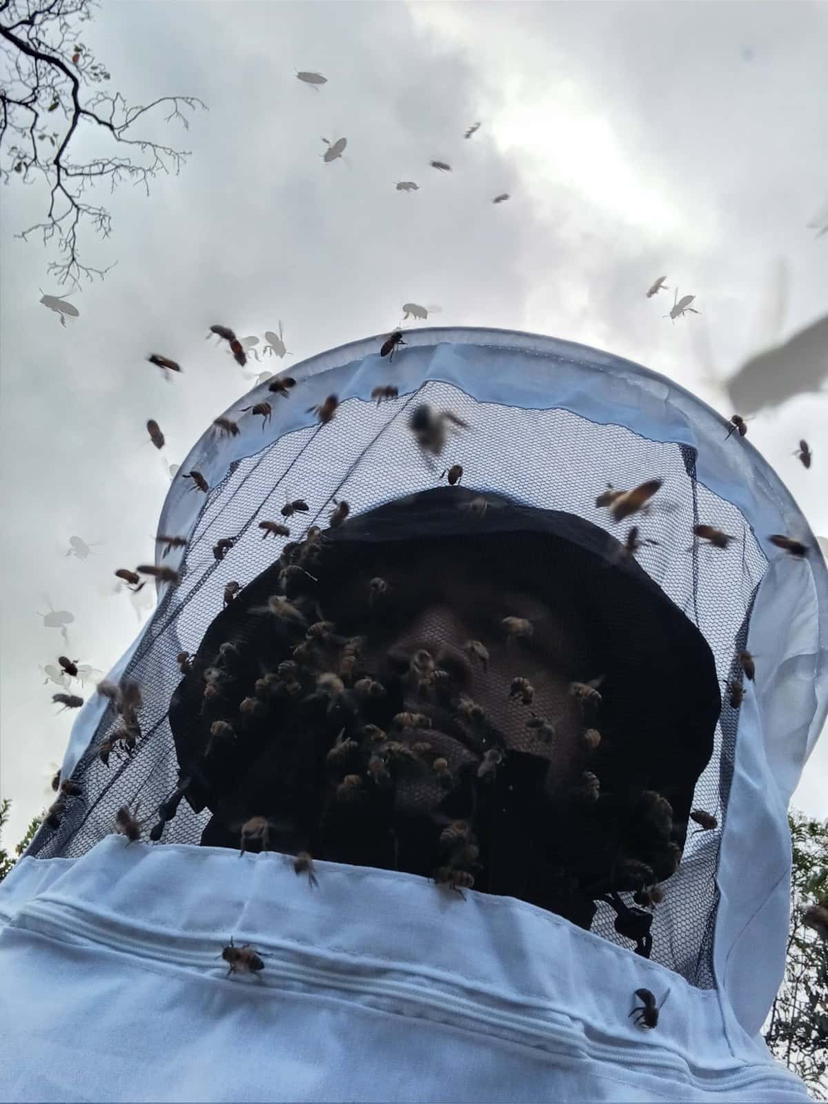 El velo de un apicultor visto desde abajo contra el cielo blanco, con decenas de abejas posadas sobre la malla y volando alrededor; la cara apenas se adivina detrás