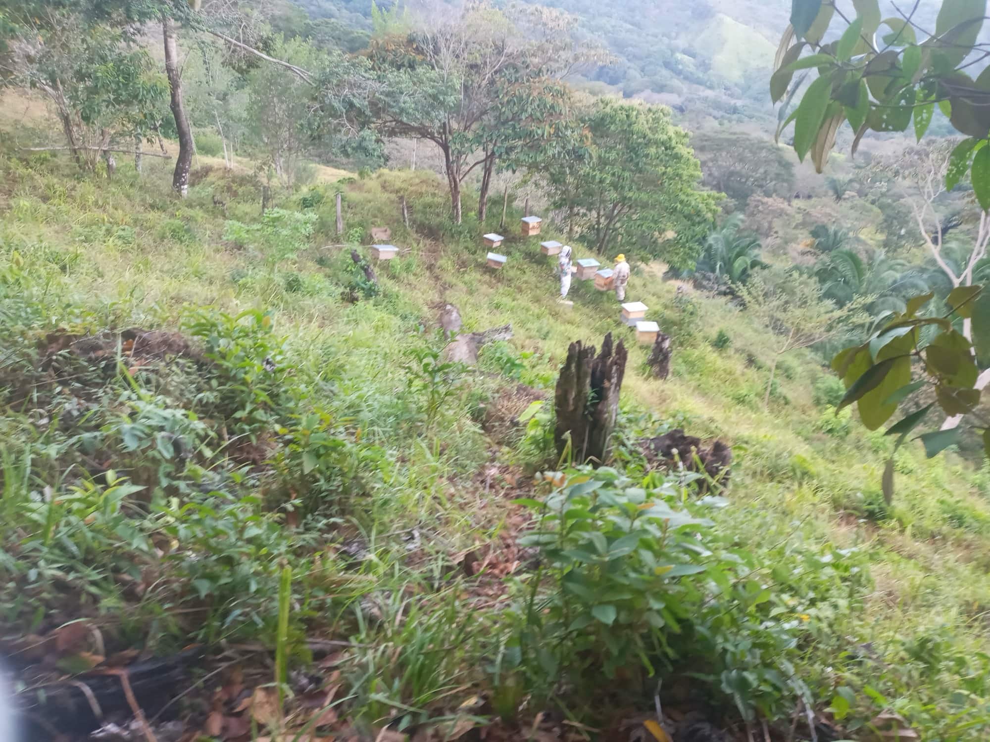 Colmenas alineadas en una ladera arbolada, apiario de Santa Fe de Veraguas