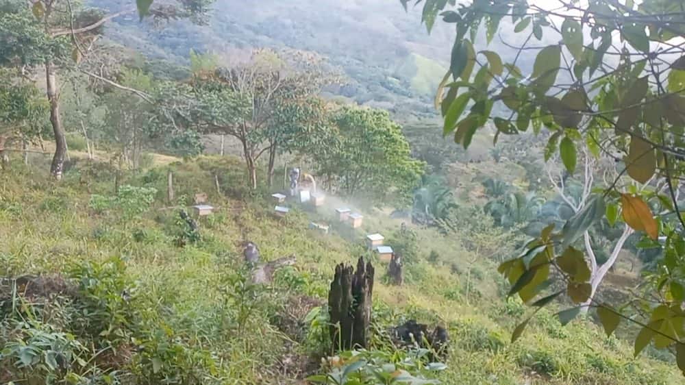 Colmenas en fila sobre una ladera despejada, con humo entre ellas y un valle boscoso al fondo