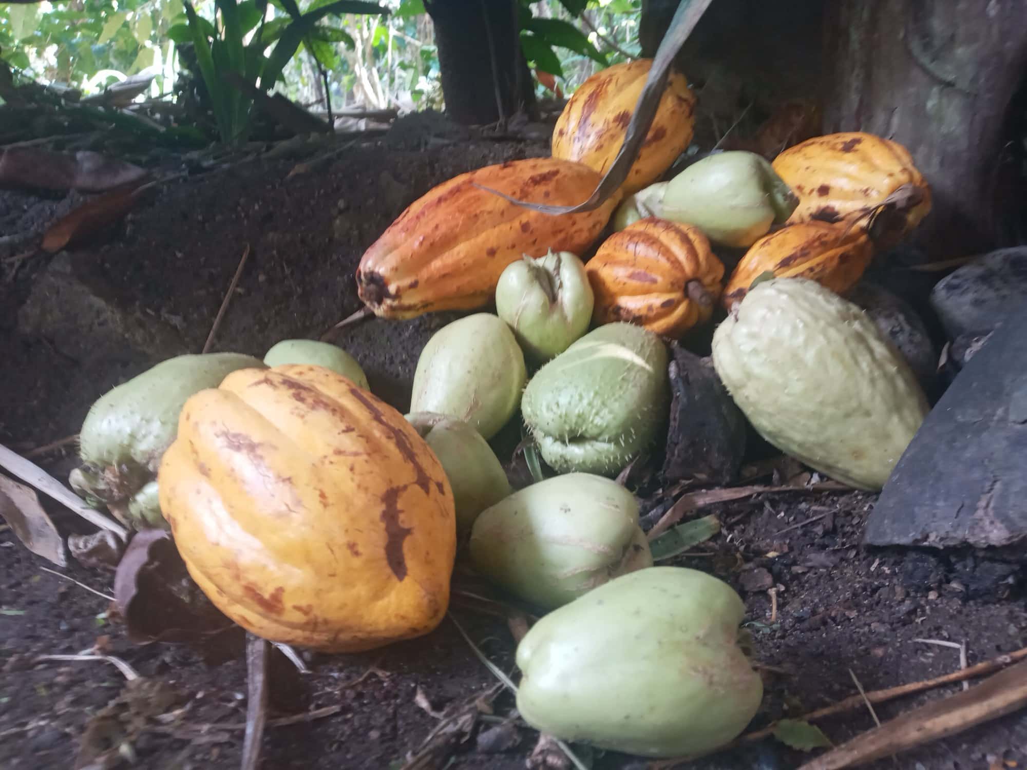 Un montón de mazorcas cosechadas en el suelo, unas amarillas y maduras y otras verdes, con un machete clavado entre ellas