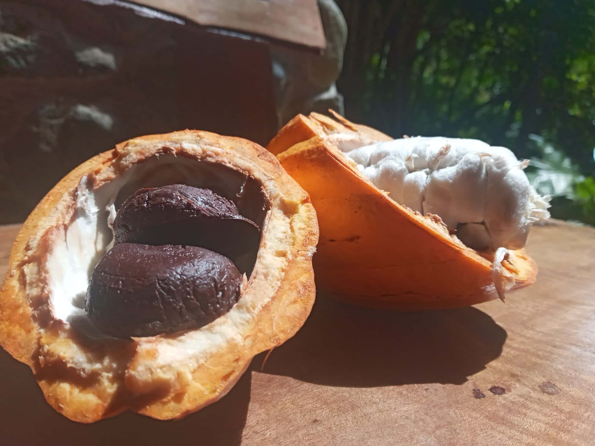 Una mazorca partida en dos sobre una mesa de madera al sol: en una mitad dos granos oscuros ya fermentados, en la otra las semillas frescas envueltas en pulpa blanca