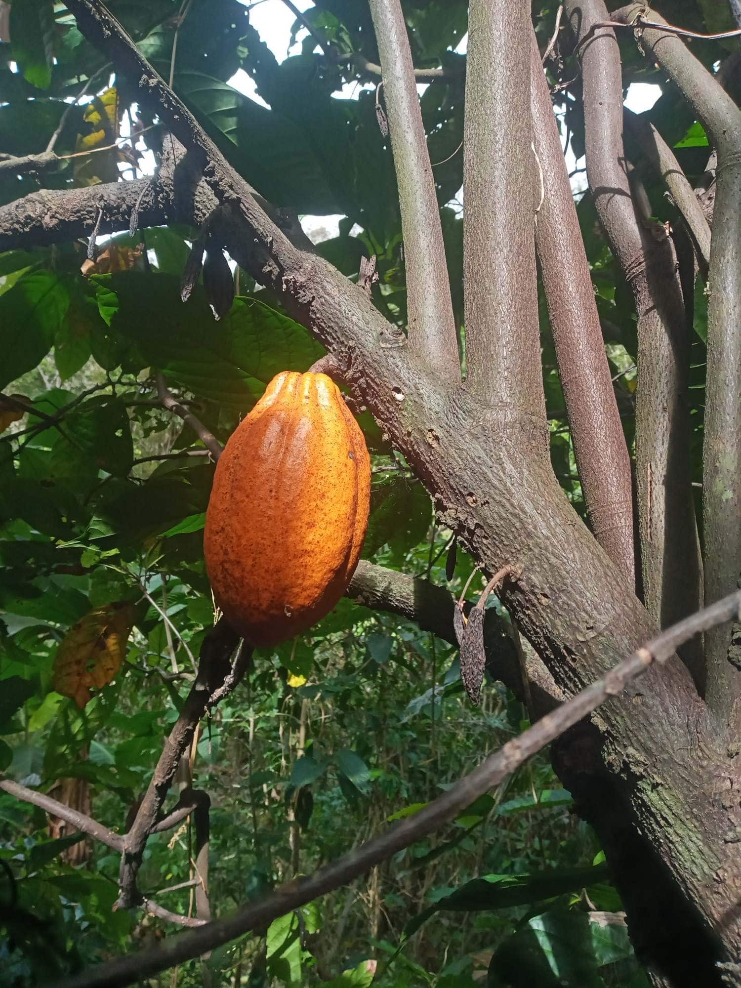 Una mazorca de cacao naranja intenso colgando directamente del tronco de un árbol, entre ramas y hojas verdes en sombra