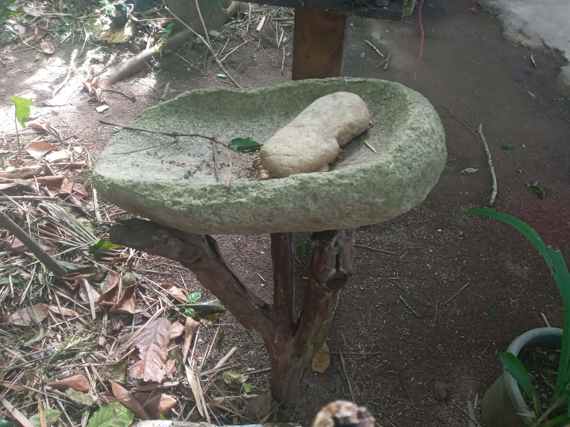 Un metate de piedra curvada con su mano encima, apoyado sobre una horquilla de madera en el suelo del bosque