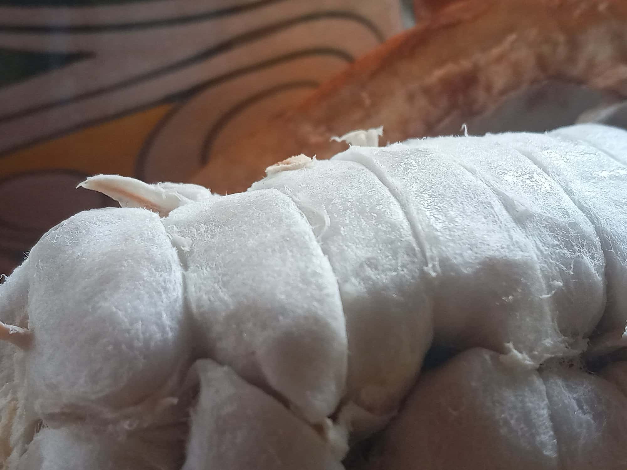 Primer plano de la columna de semillas de cacao envueltas en su pulpa blanca y fibrosa