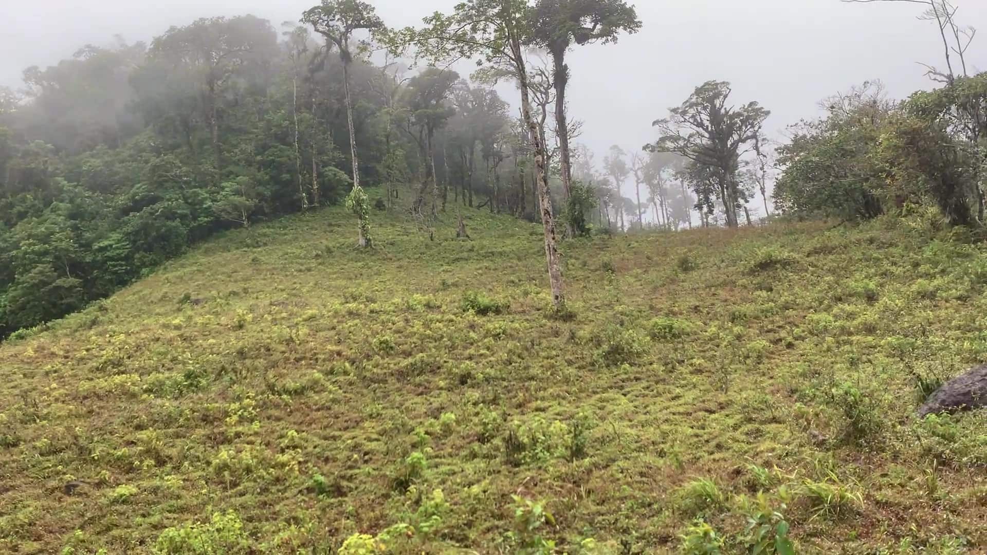 Una loma de pasto en cuesta, con árboles dispersos en la cresta y monte cerrado a la izquierda; la neblina llena el fondo y tapa lo que hay detrás.