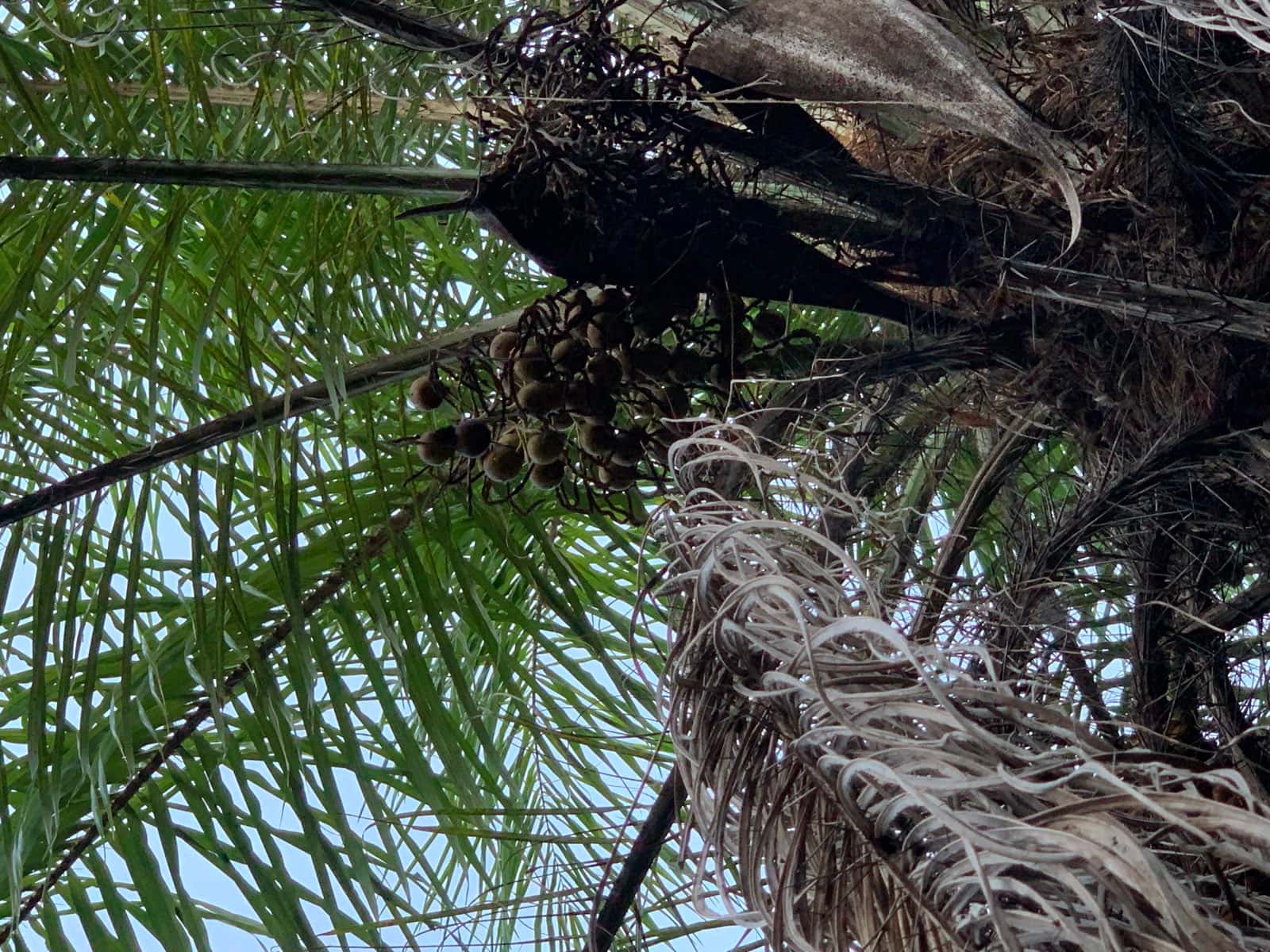 La corona de una palma vista desde abajo contra el cielo, con un racimo de frutos redondos colgando del espádice y la fibra seca en el tronco