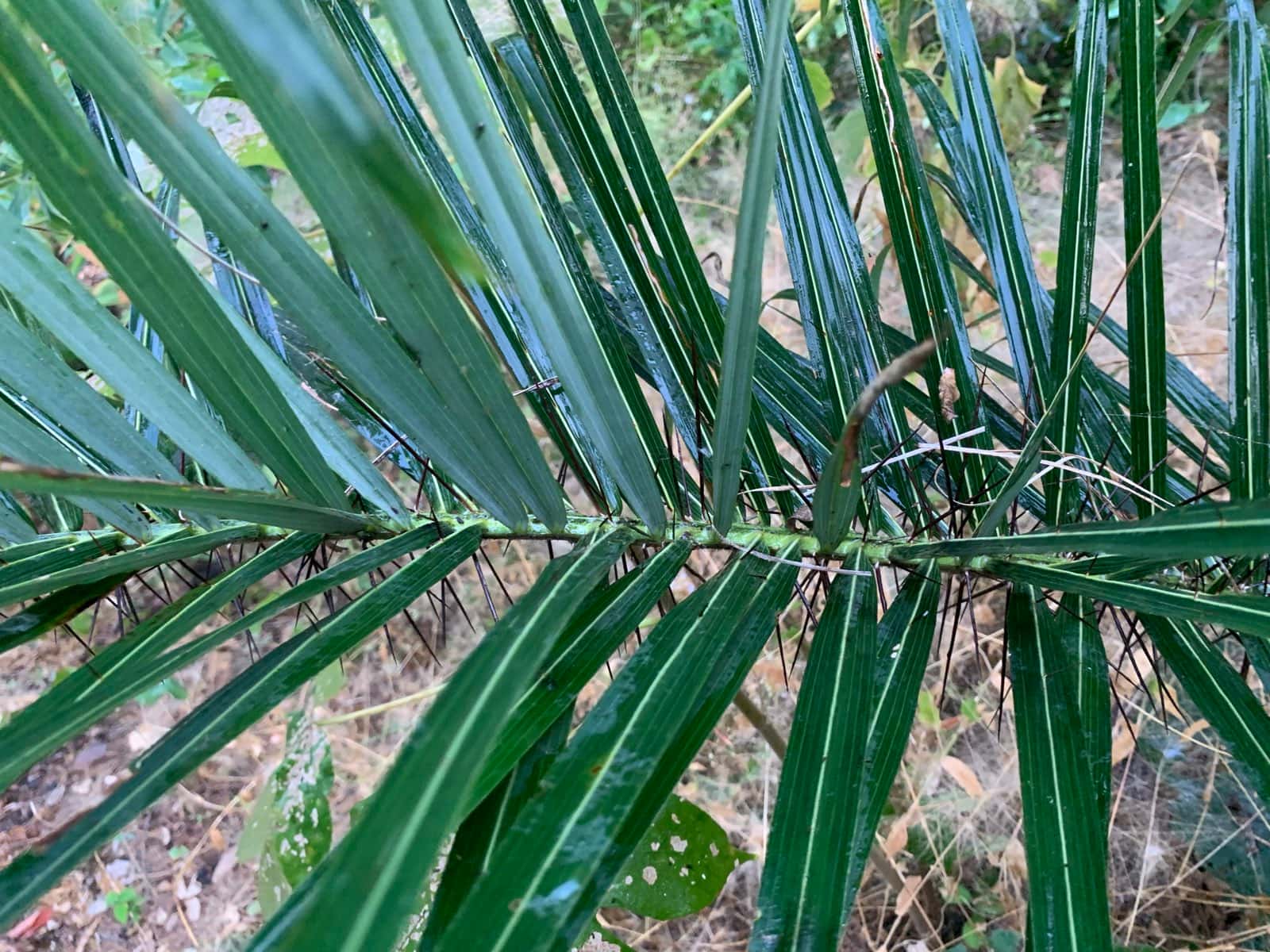 Una hoja de palma vista de cerca, con espinas negras y largas a lo largo del raquis