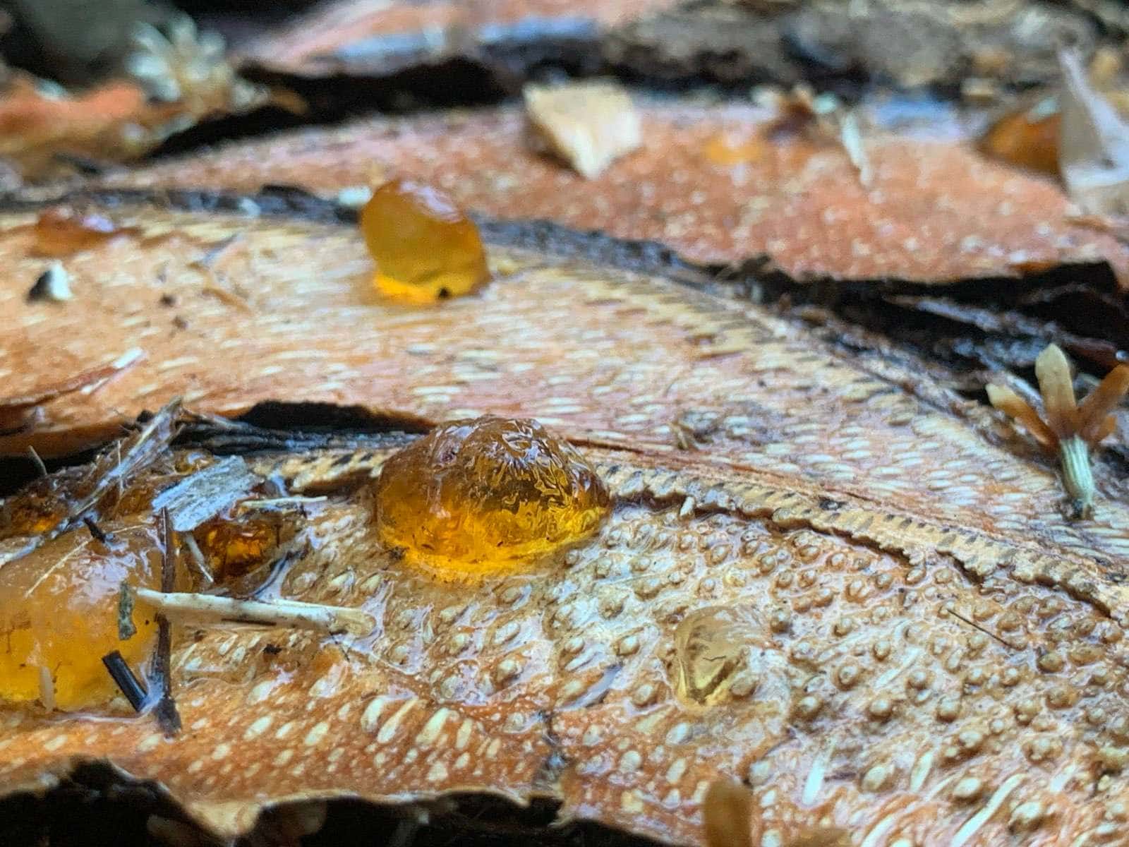 Macro de gotas de resina ámbar rezumando sobre la superficie naranja y fibrosa de un tronco de palma recién cortado