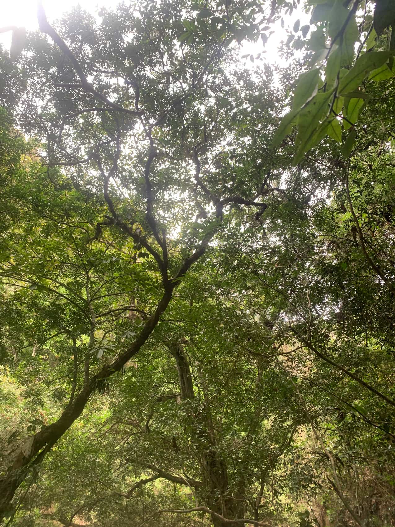 Los troncos altos de un bosque vistos desde abajo, con las copas cerrándose contra el cielo blanco