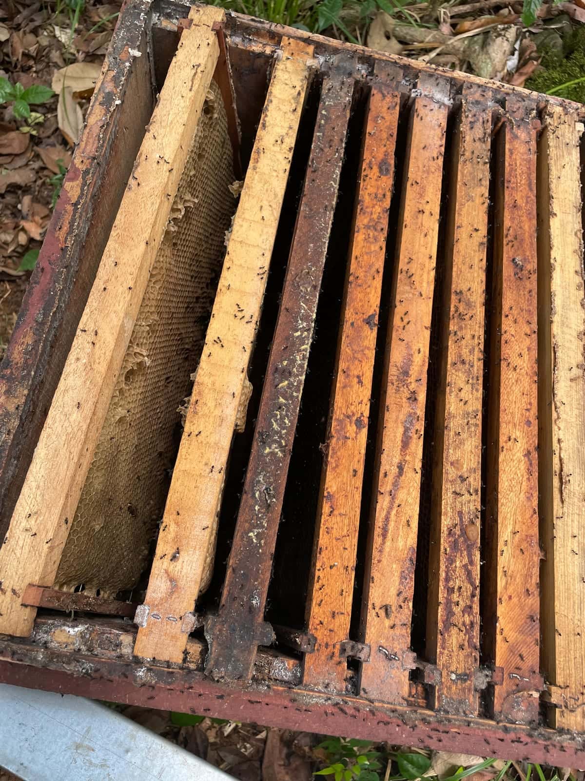 Una caja de colmena abierta y ladeada sobre la hojarasca, con los cabezales de los marcos recorridos por decenas de hormigas negras; a la izquierda un panal natural colgando a medio construir, sin abejas