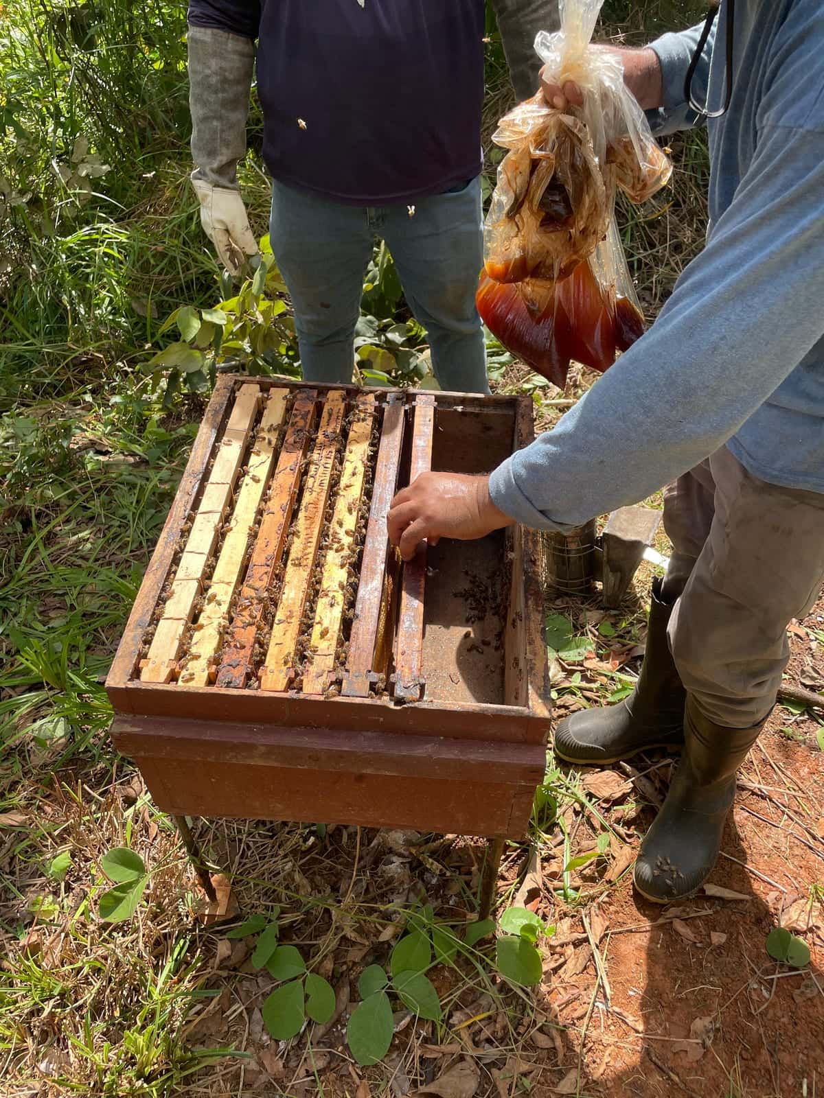 Un núcleo abierto sobre una banqueta en el campo, con los cuadros cubiertos de abejas; una mano sostiene en alto una bolsa transparente llena de jarabe rojizo sobre la caja, y otra mano trabaja entre los cabezales. Al fondo, de pie, otra persona con guante de apicultor. No se ve ninguna cara