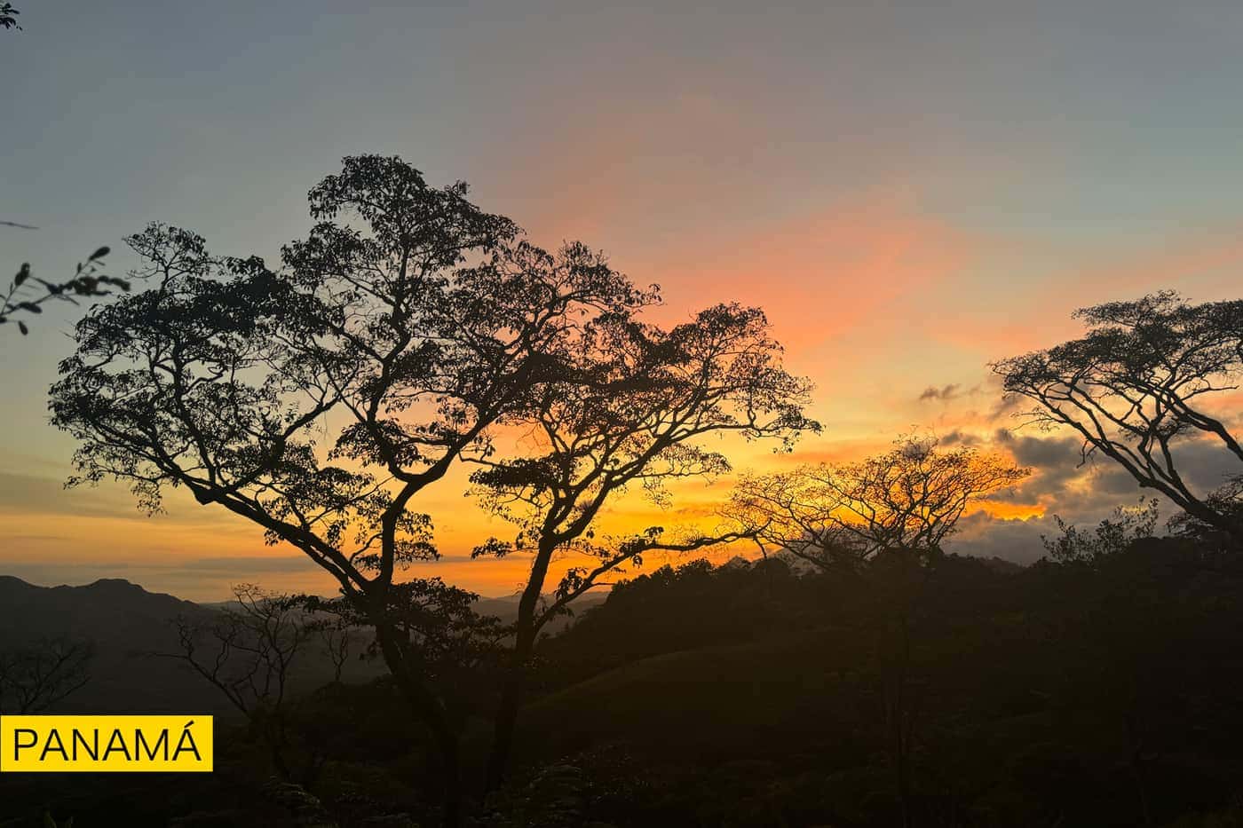 Un árbol de copa ancha recortado contra un cielo naranja al atardecer, con montañas al fondo