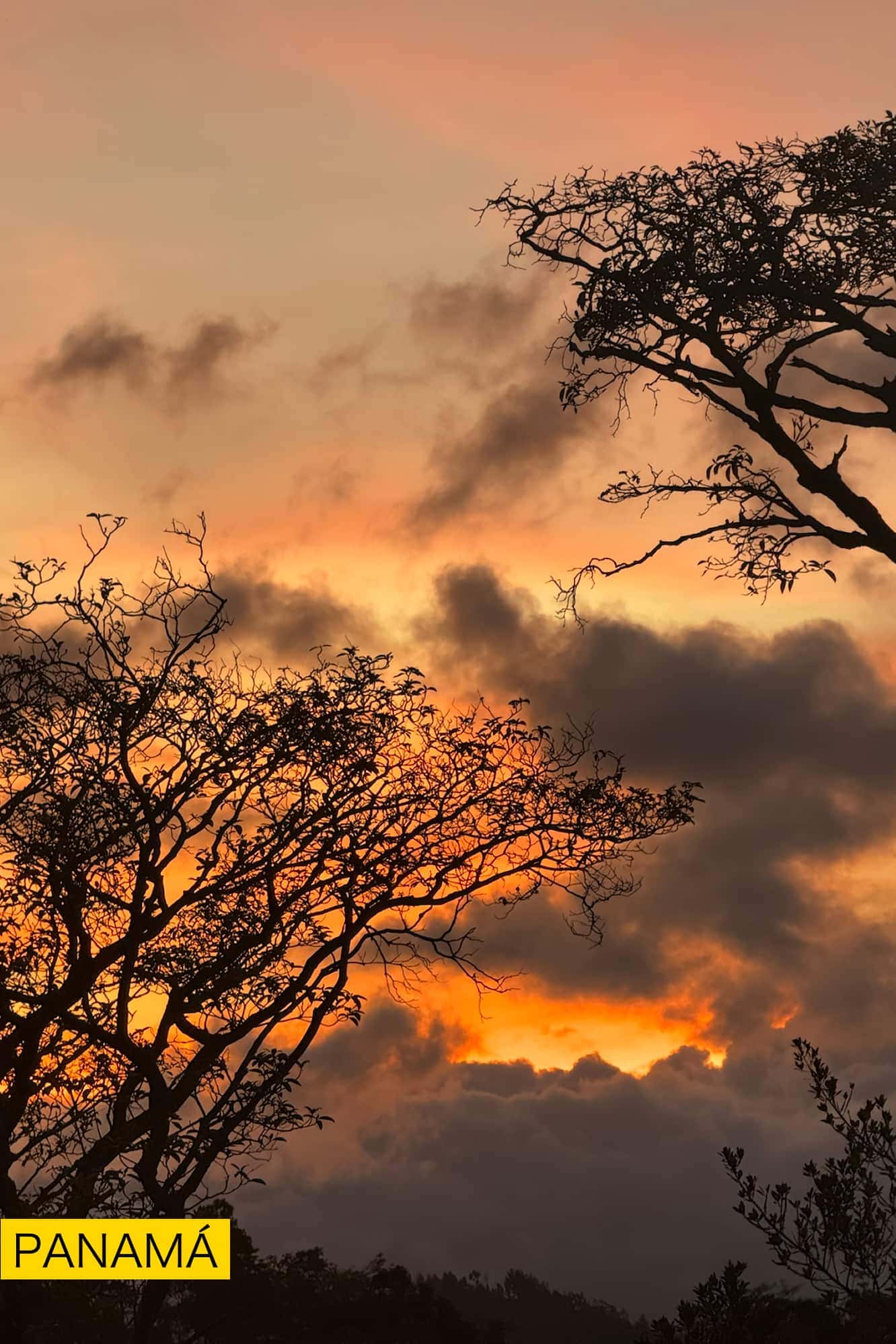 Nubes encendidas de naranja al atardecer, vistas entre las ramas oscuras de un árbol