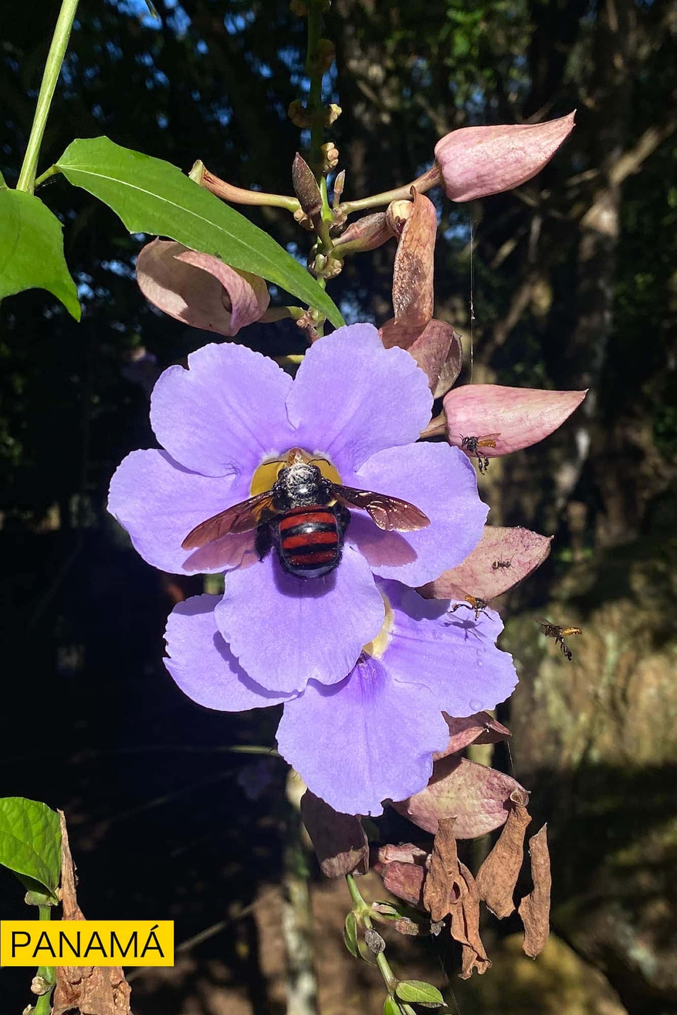 Una flor morada de pétalos abiertos con una abeja en el centro, entre hojas y capullos secos
