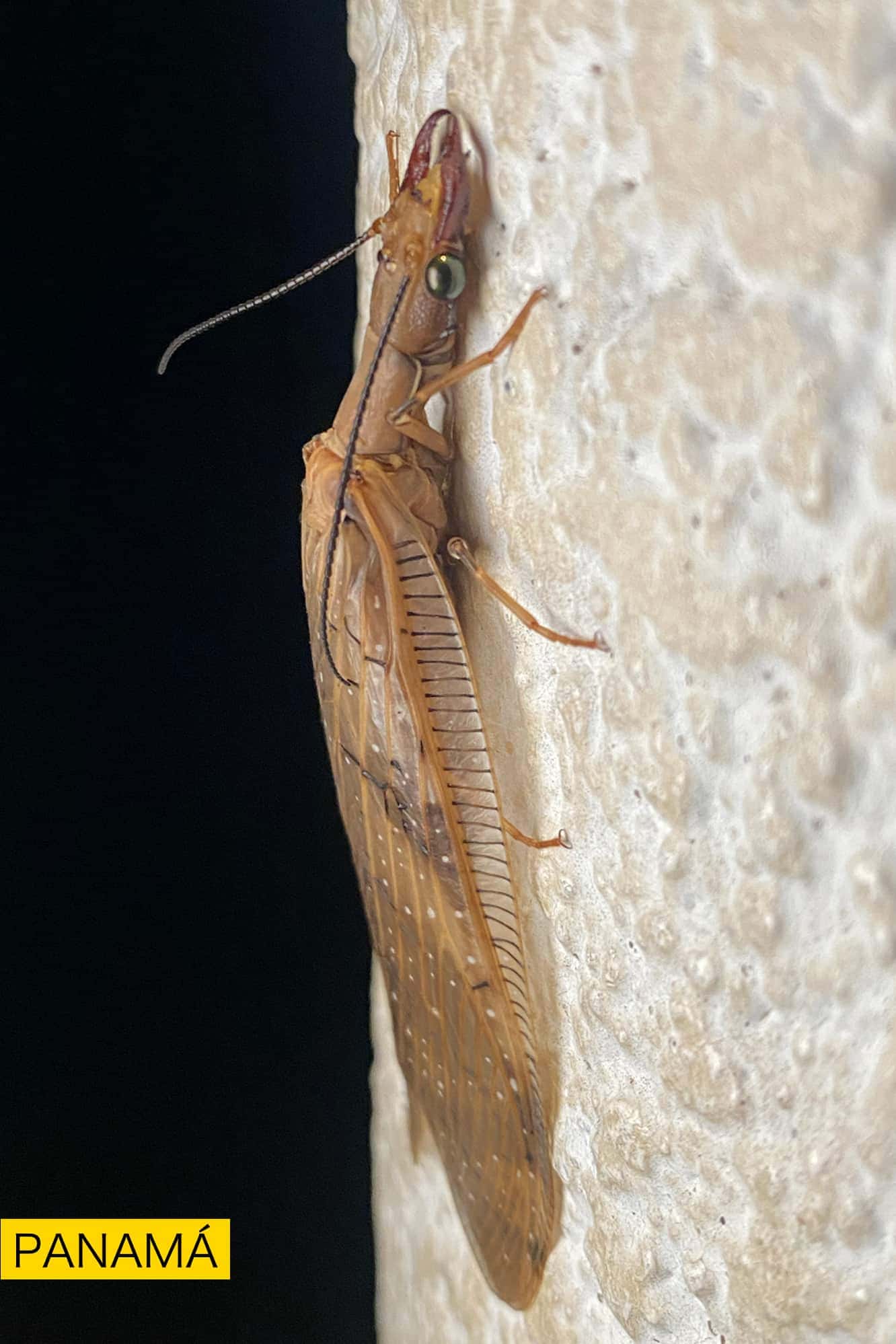 Un saltamontes marrón claro posado en una pared blanca rugosa, visto de perfil