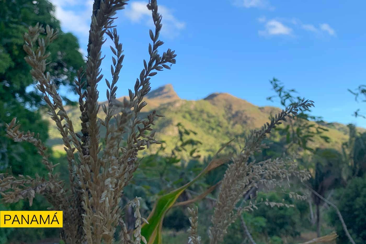 Plantas de hojas largas en primer plano y cerros verdes al fondo bajo un cielo azul