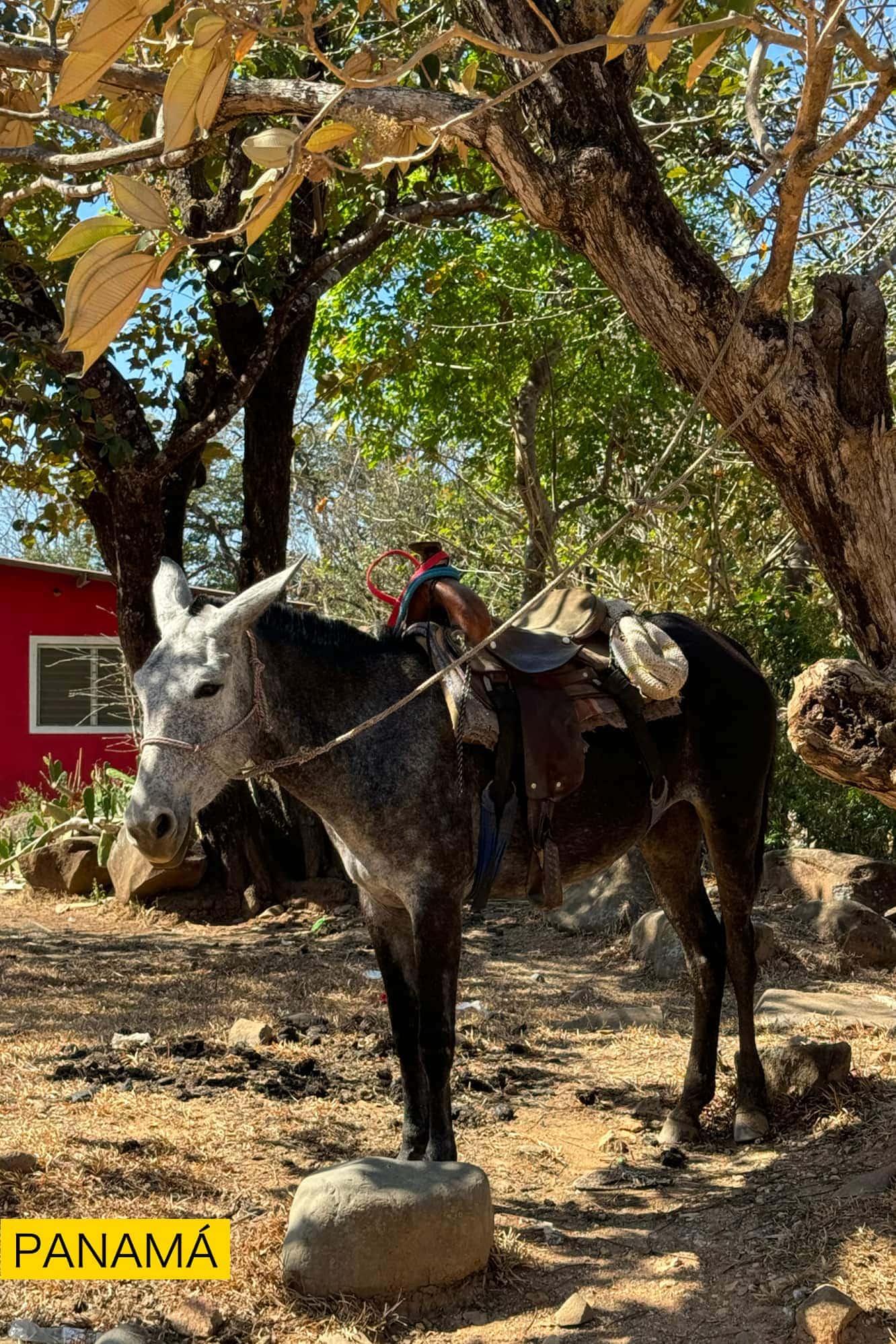 Una mula ensillada atada bajo un árbol, junto a una construcción de pared roja