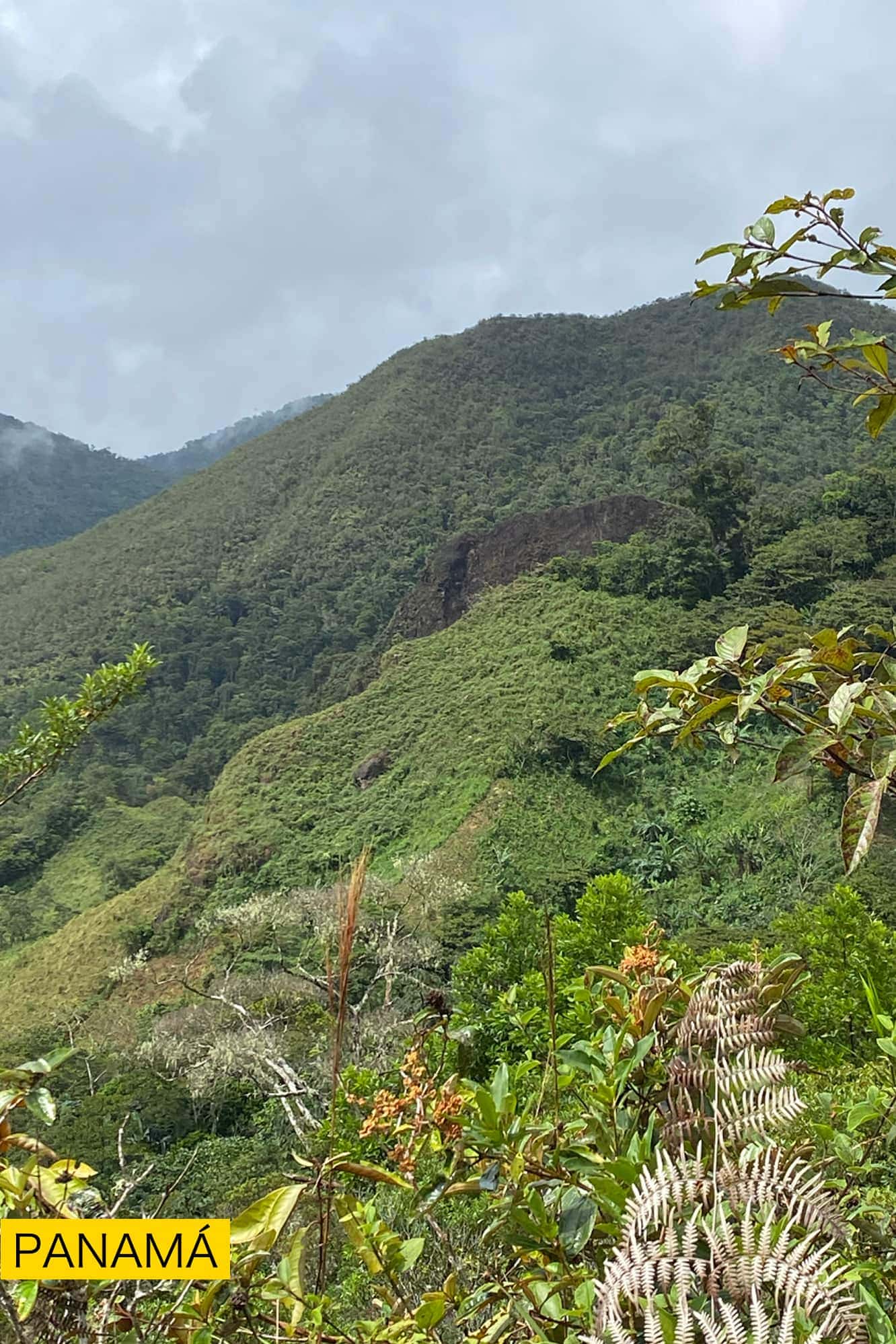 Laderas verdes y boscosas bajo un cielo con nubes bajas