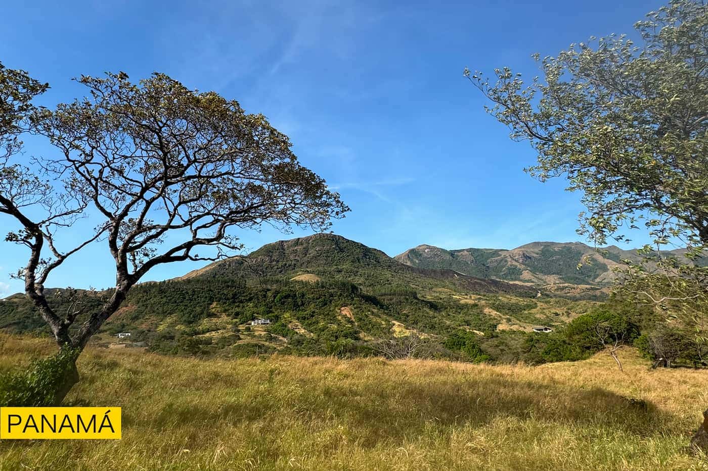 Un árbol solitario junto a un cerro de pasto dorado, bajo un cielo azul despejado