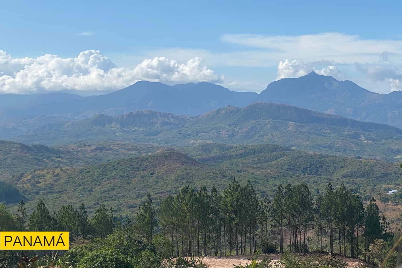 Una cordillera azulada al fondo, con una plantación de pinos en primer plano