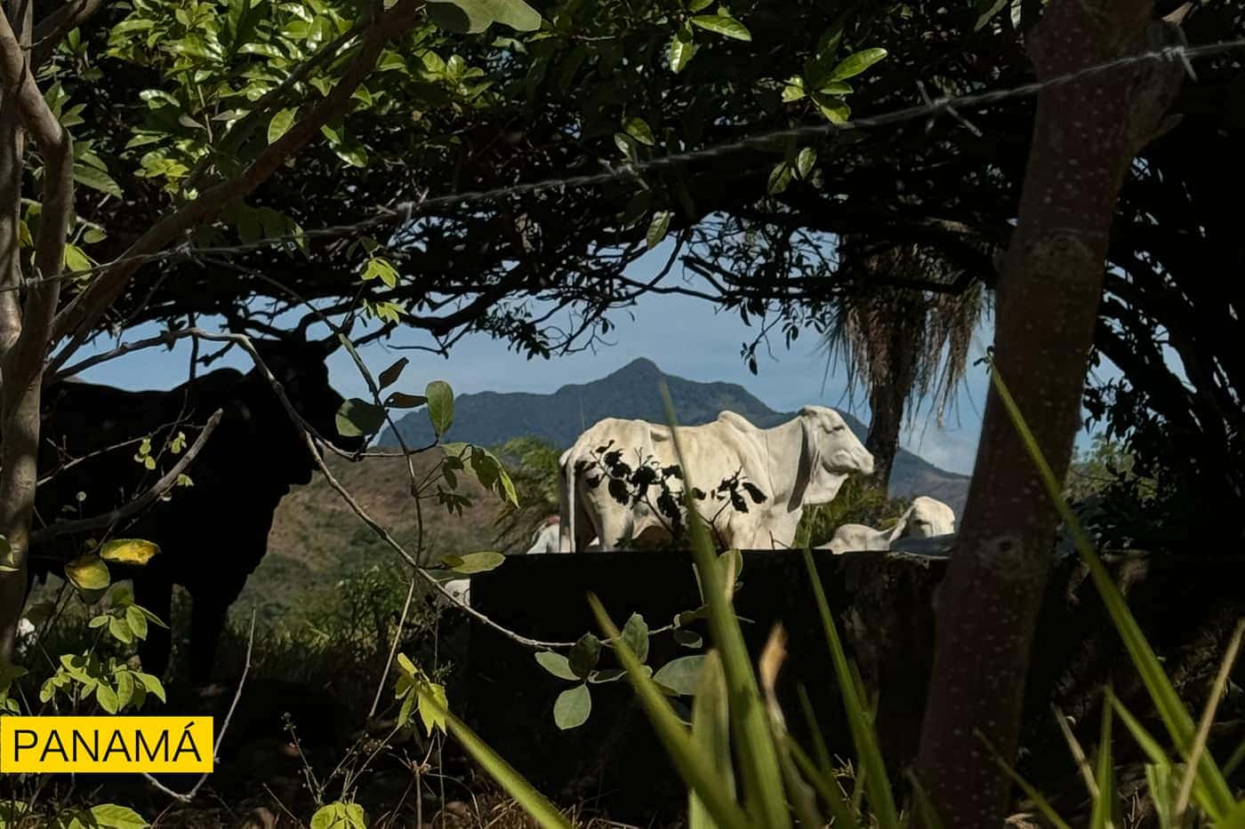 Vista hacia los cerros entre ramas y hojas, con una estructura clara a media distancia