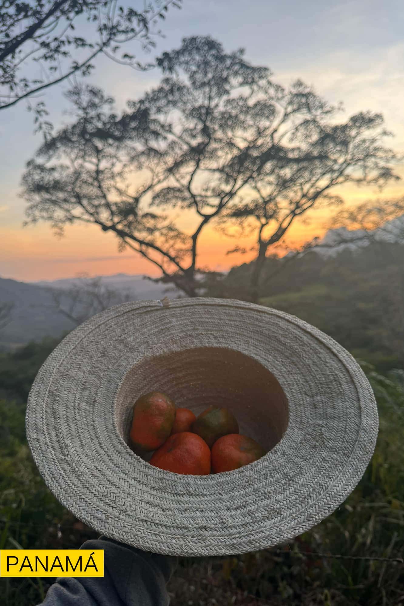 Un sombrero de fibra puesto del revés con frutos rojos dentro, al atardecer