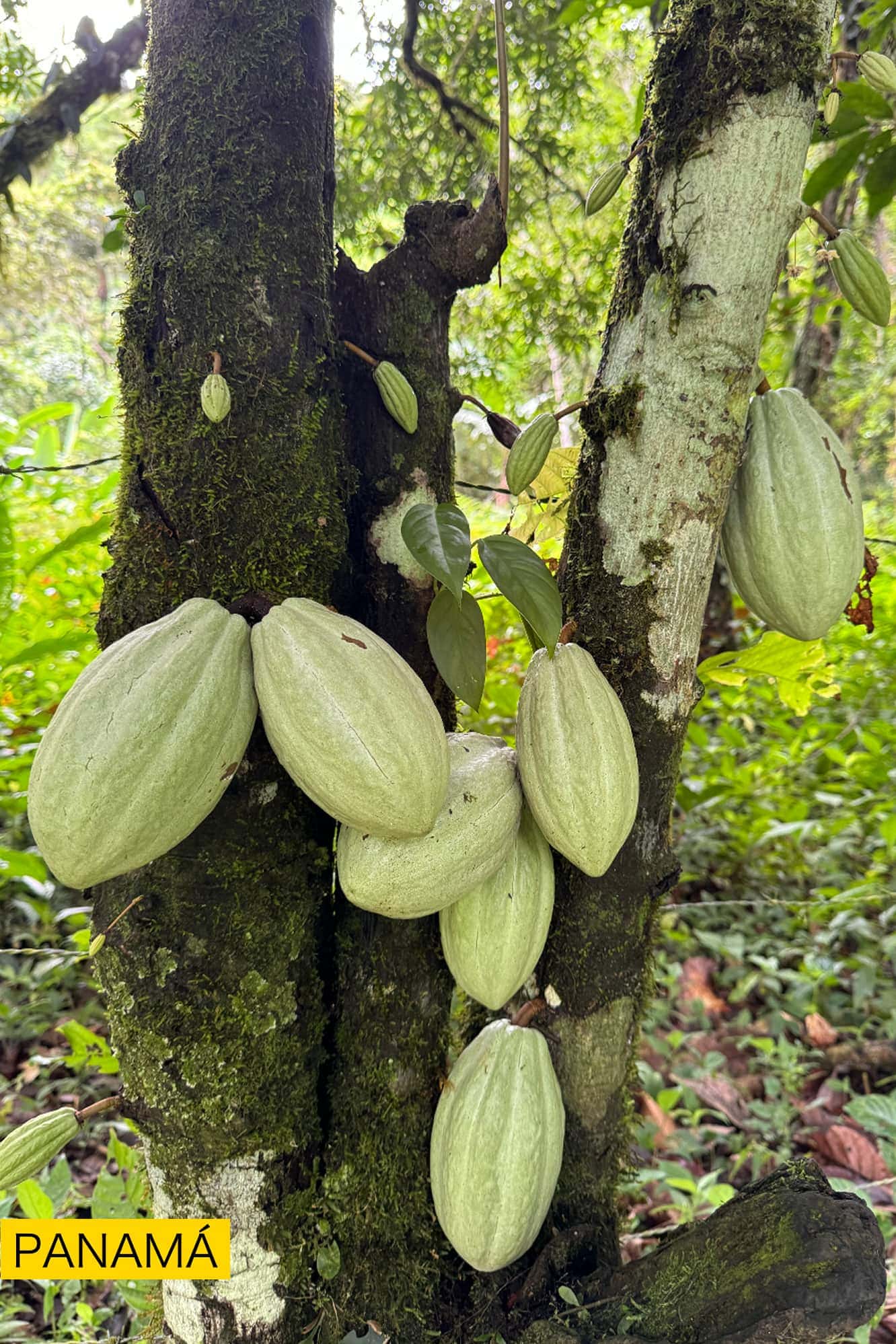 Varias mazorcas verdes de cacao colgando directamente del tronco de un árbol